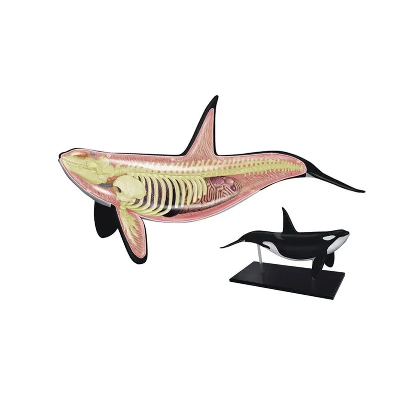 4D Vision Orca Model