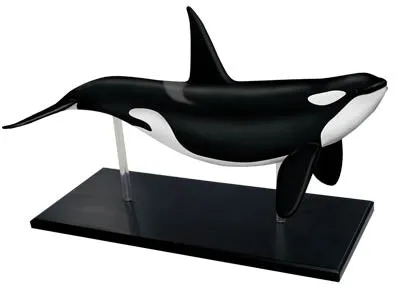 4D Vision Orca Model