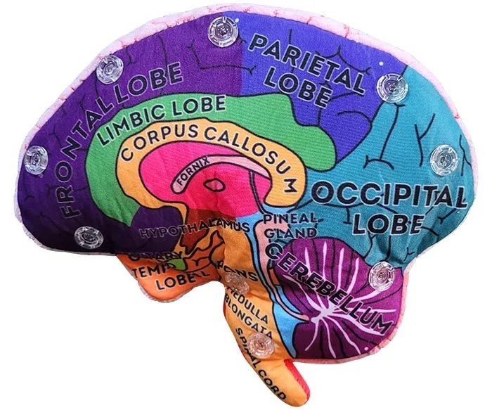 Brain Model - Stuffed