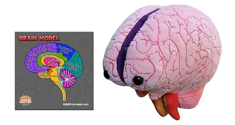 Brain Model - Stuffed