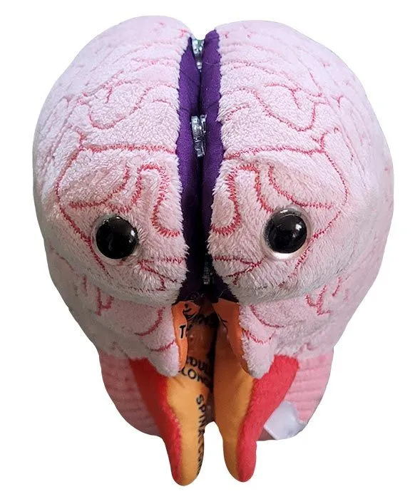 Brain Model - Stuffed