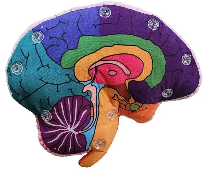 Brain Model - Stuffed