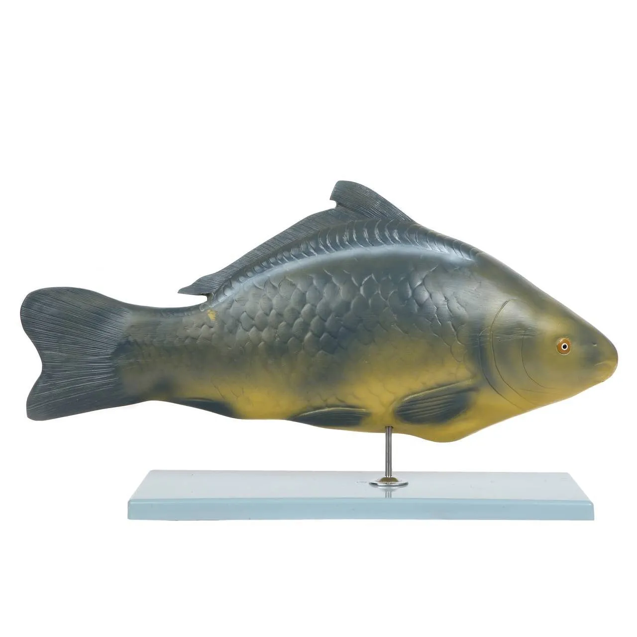 Carp Fish Anatomy Model