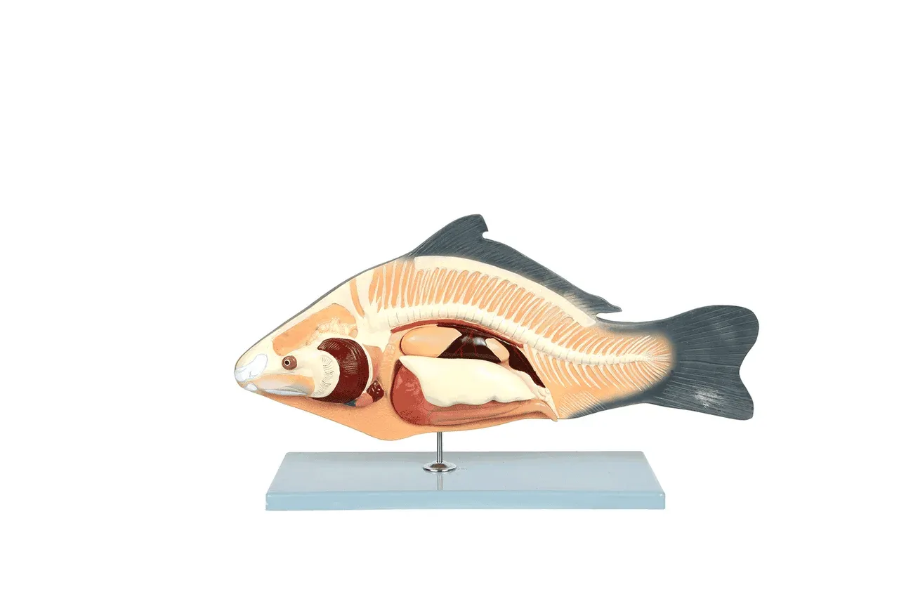 Carp Fish Anatomy Model