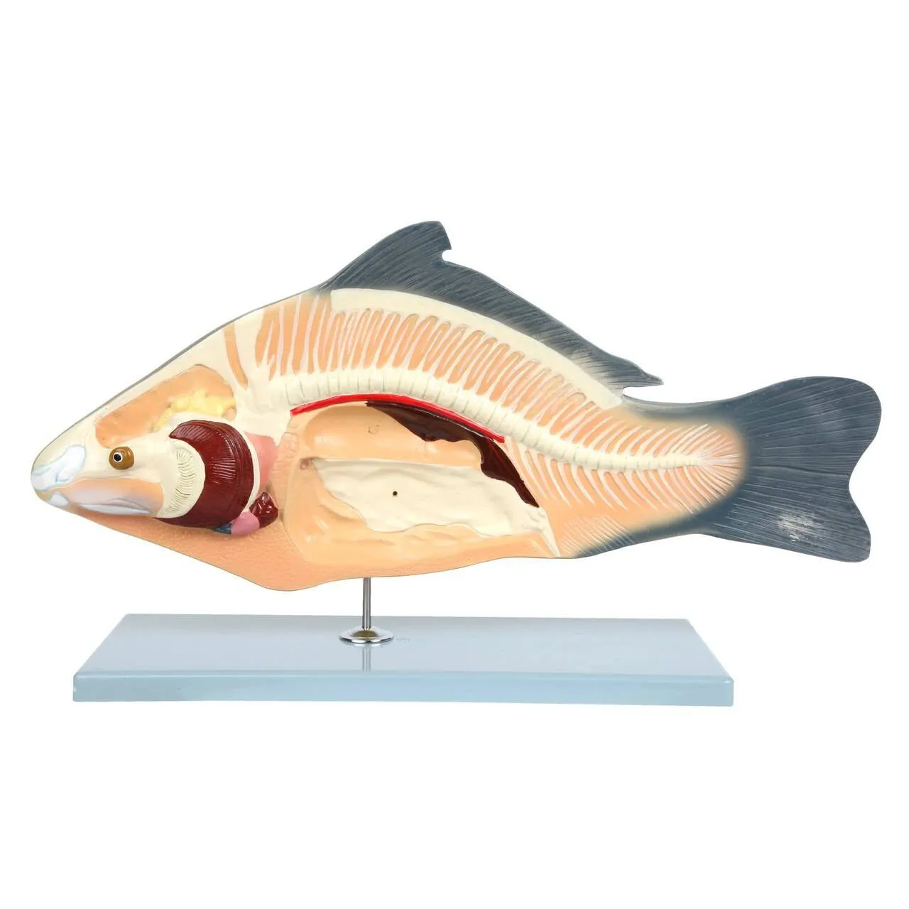 Carp Fish Anatomy Model