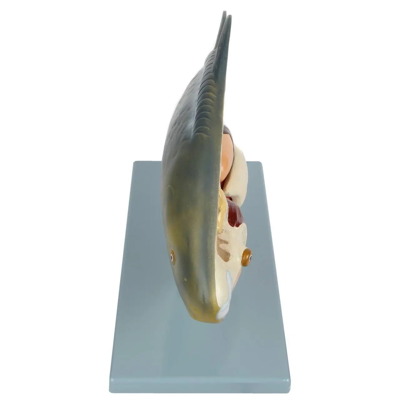 Carp Fish Anatomy Model