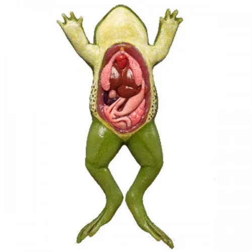 Frog Model