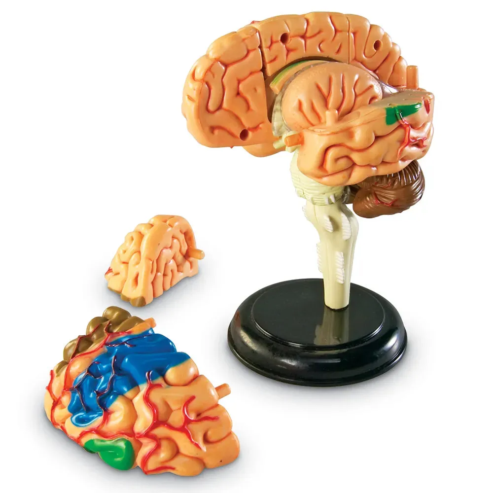 Human Brain Anatomy Model