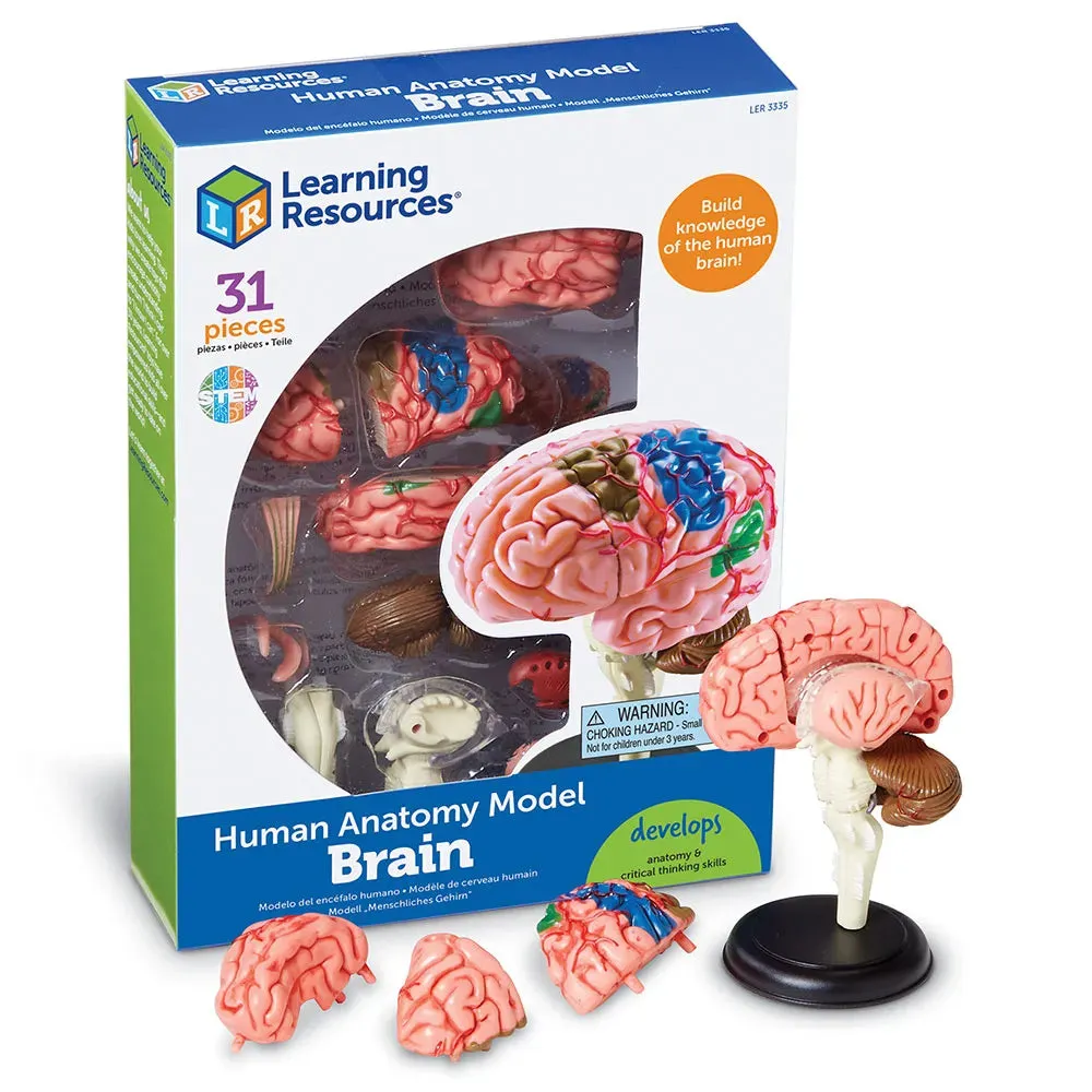 Human Brain Anatomy Model