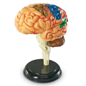 Human Brain Anatomy Model