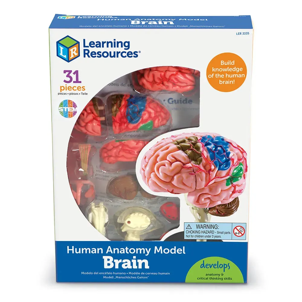 Human Brain Anatomy Model