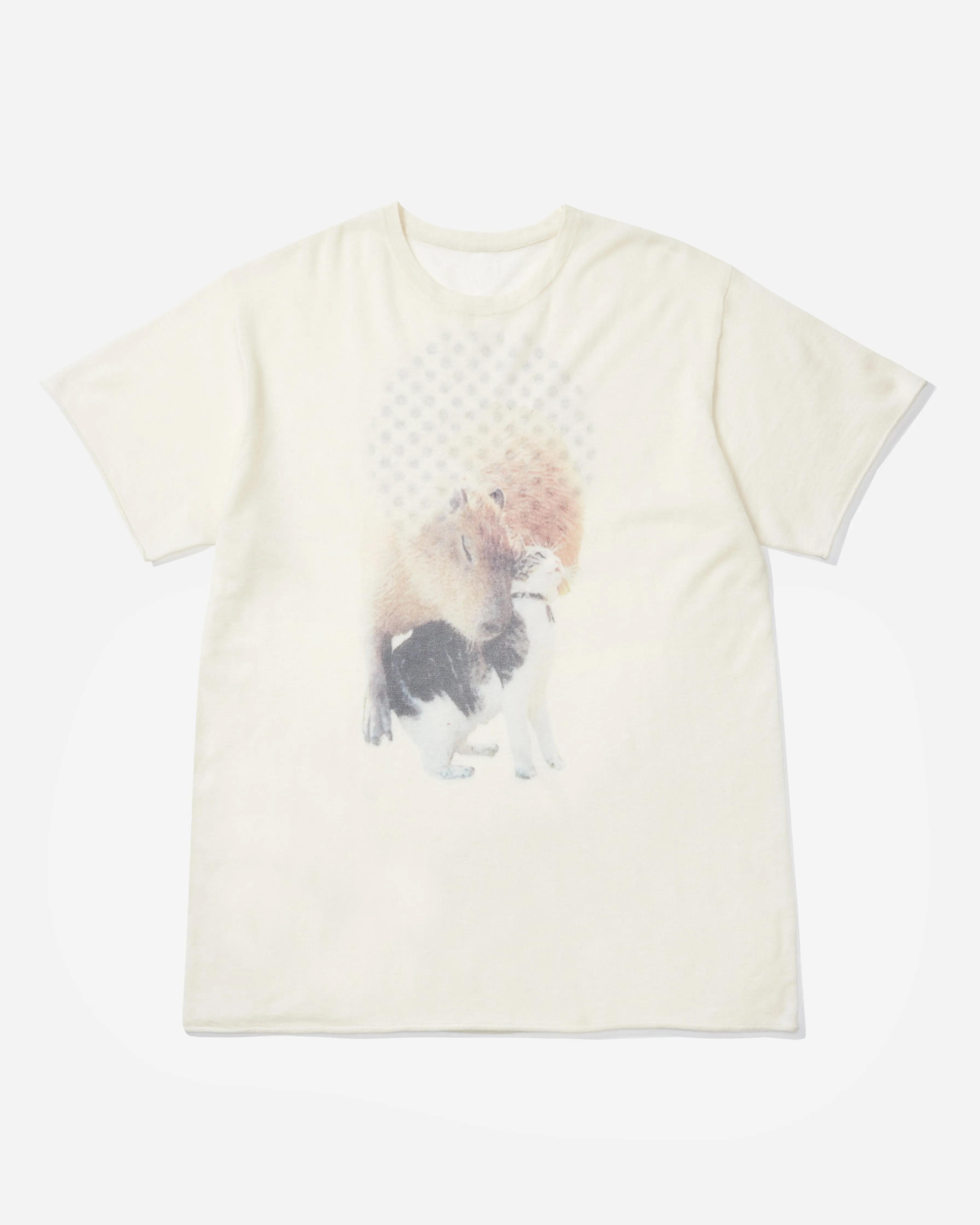 Kitty Capybara Love